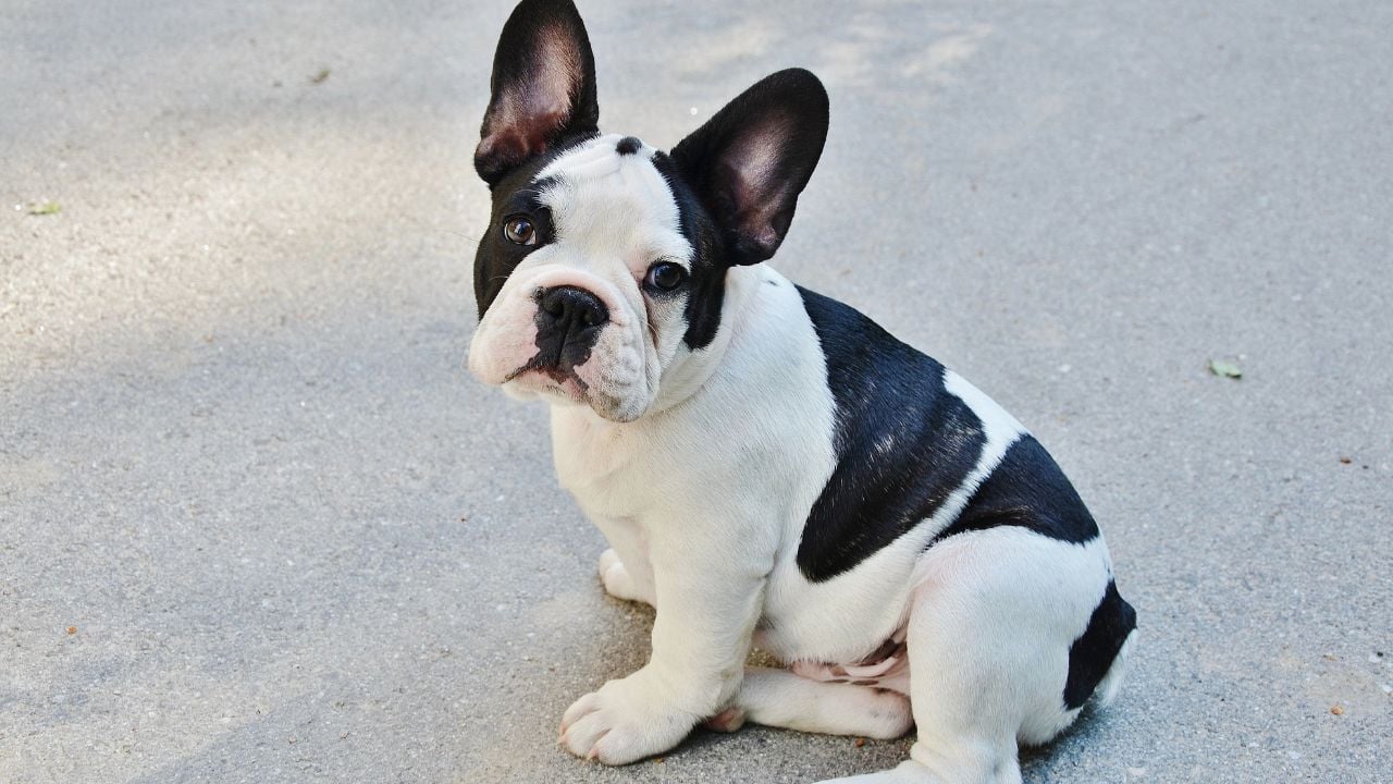 siyah beyaz French Bulldog