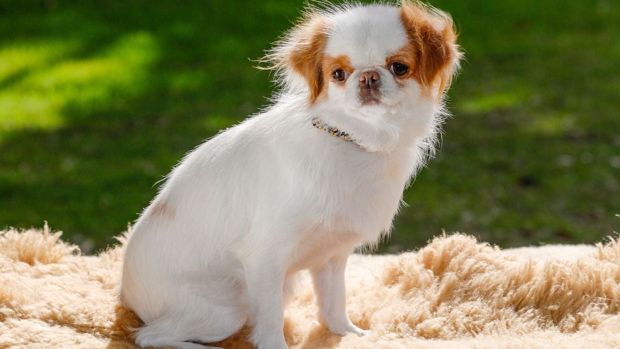 kahverengi lekeli beyaz Japon Chin (Japanese Chin)