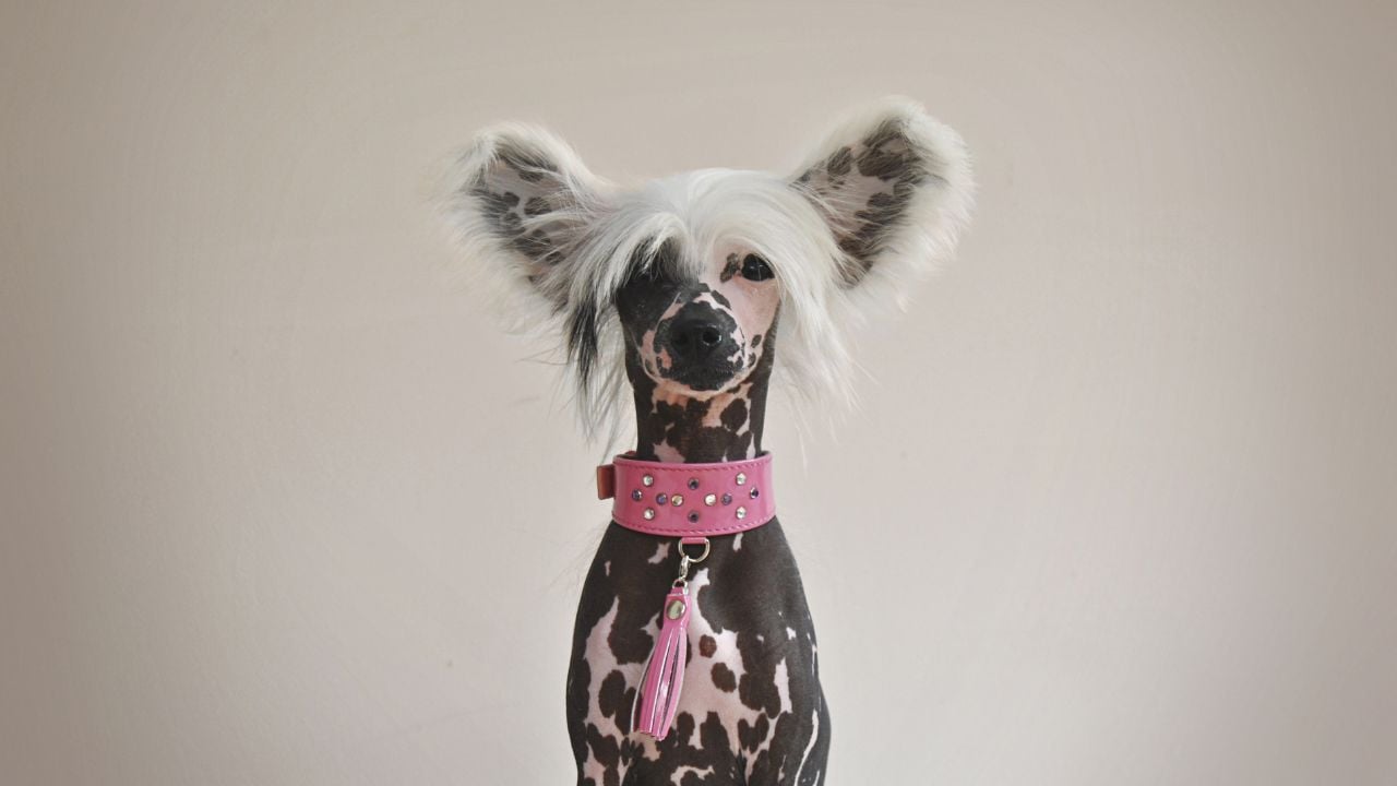 Çin Tepeli Köpeği (Chinese Crested)