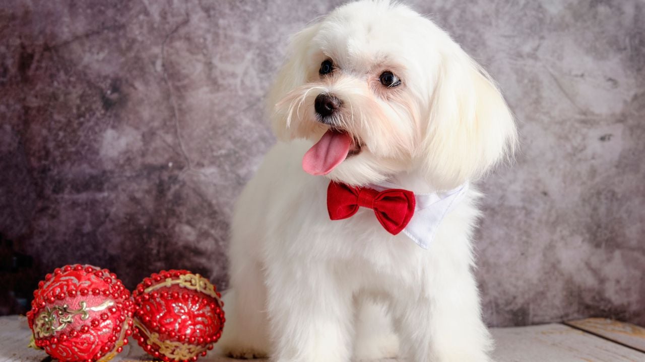 beyaz fino köpek