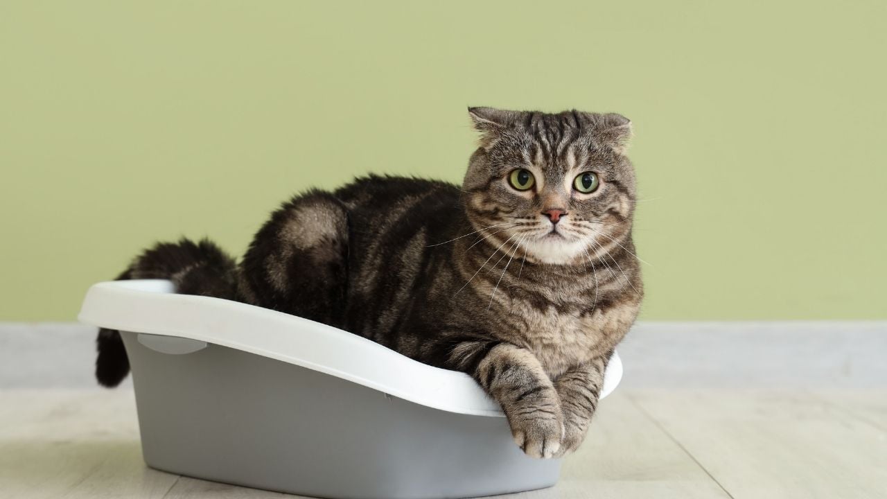 kedi kum kabında oturuyor