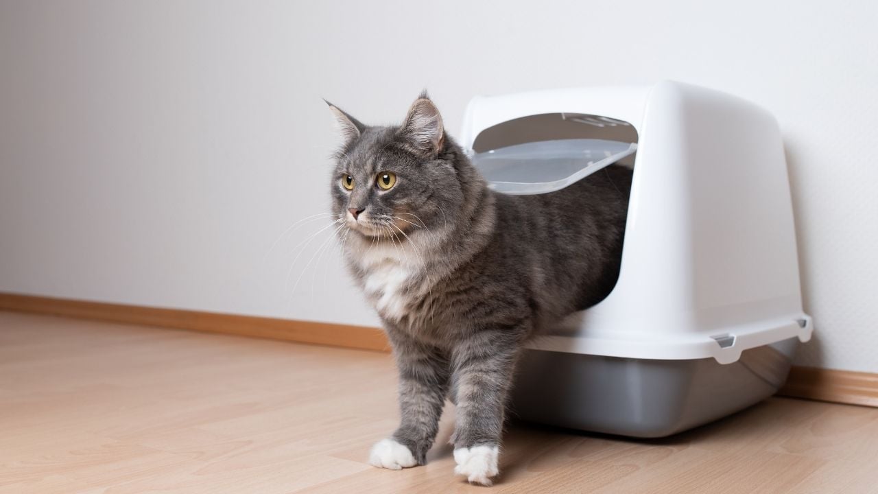 kapalı kedi tuvaletinde bir kedi