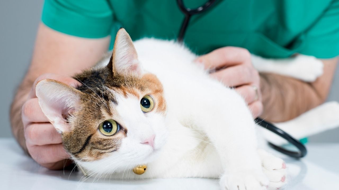 veterinerde bir kedi