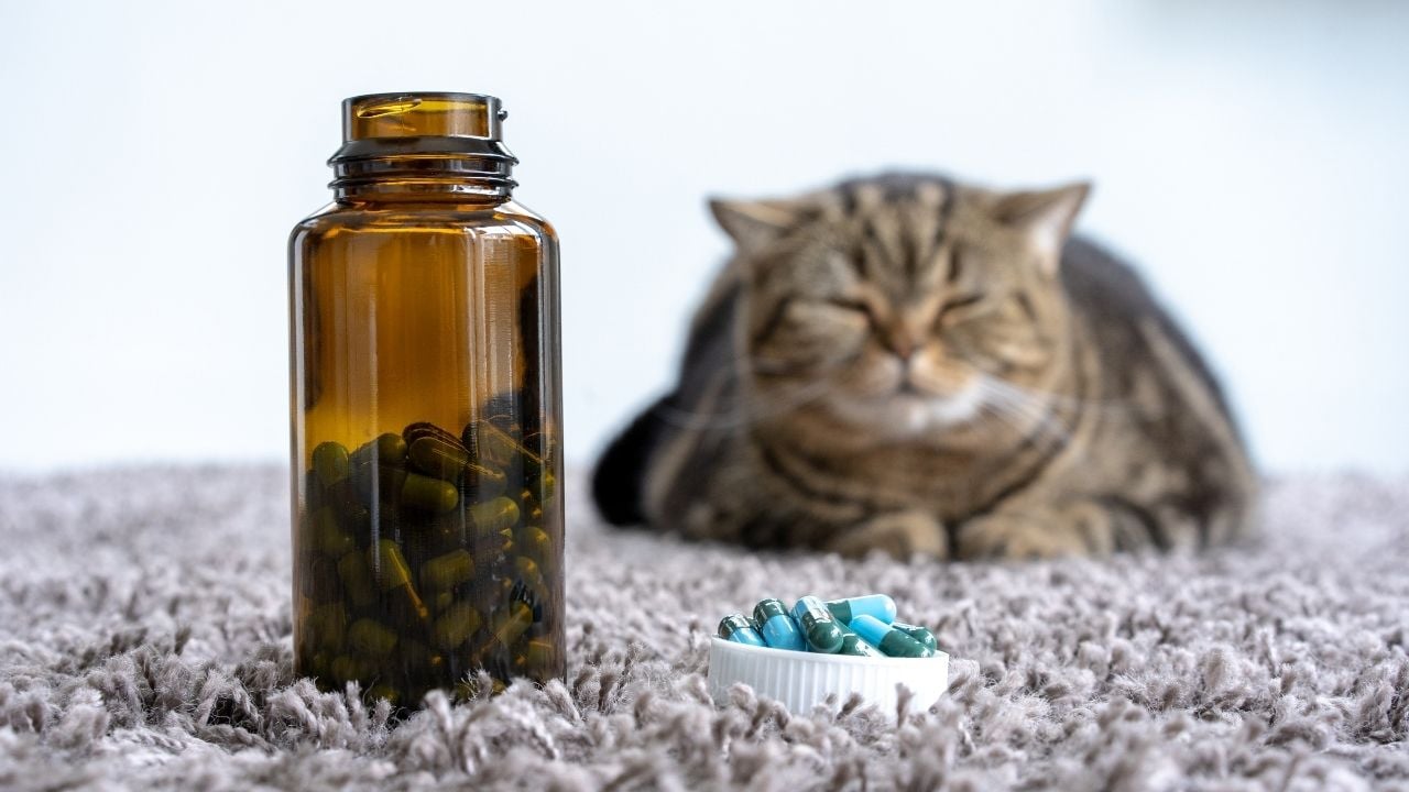 kedi ve ilaçlar