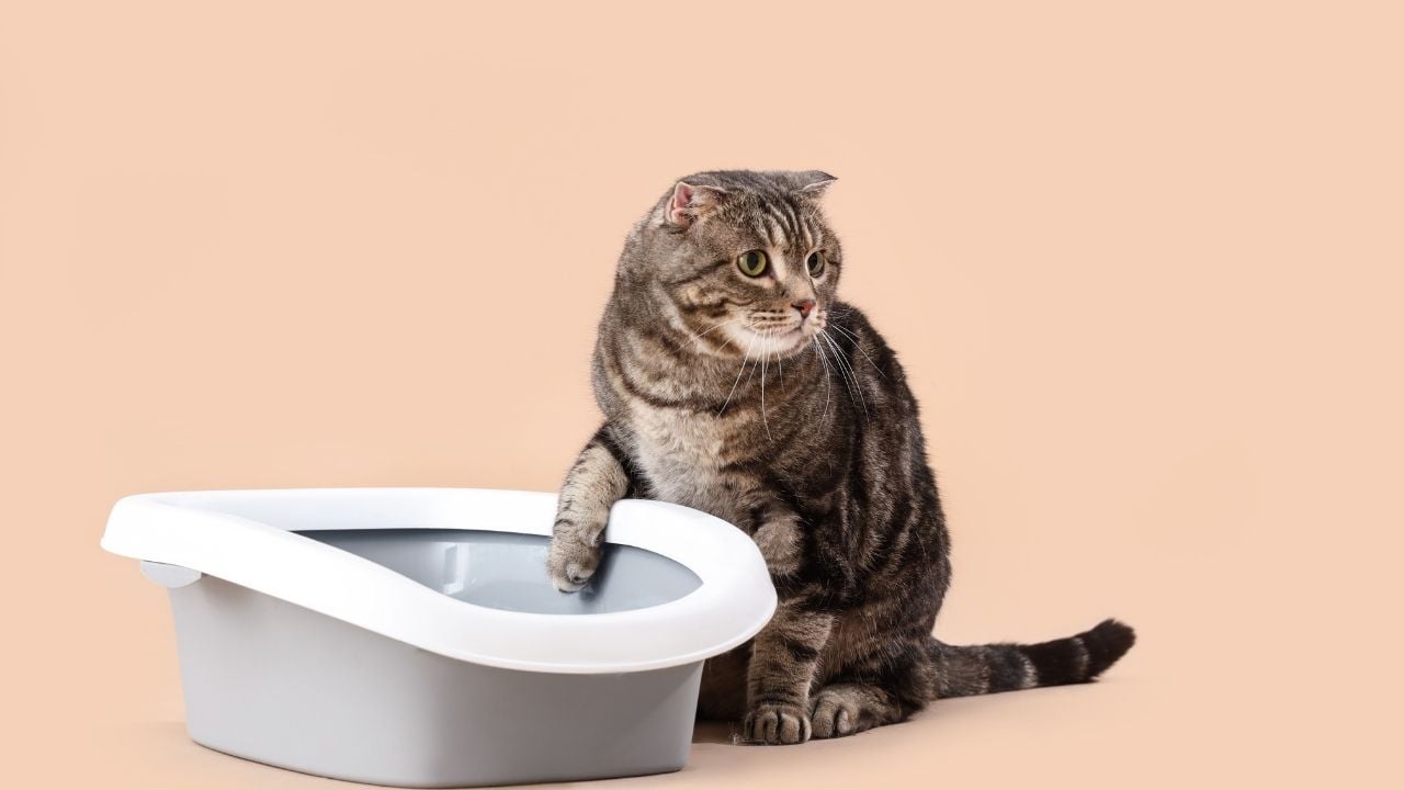 tuvalet kabı ve kedi