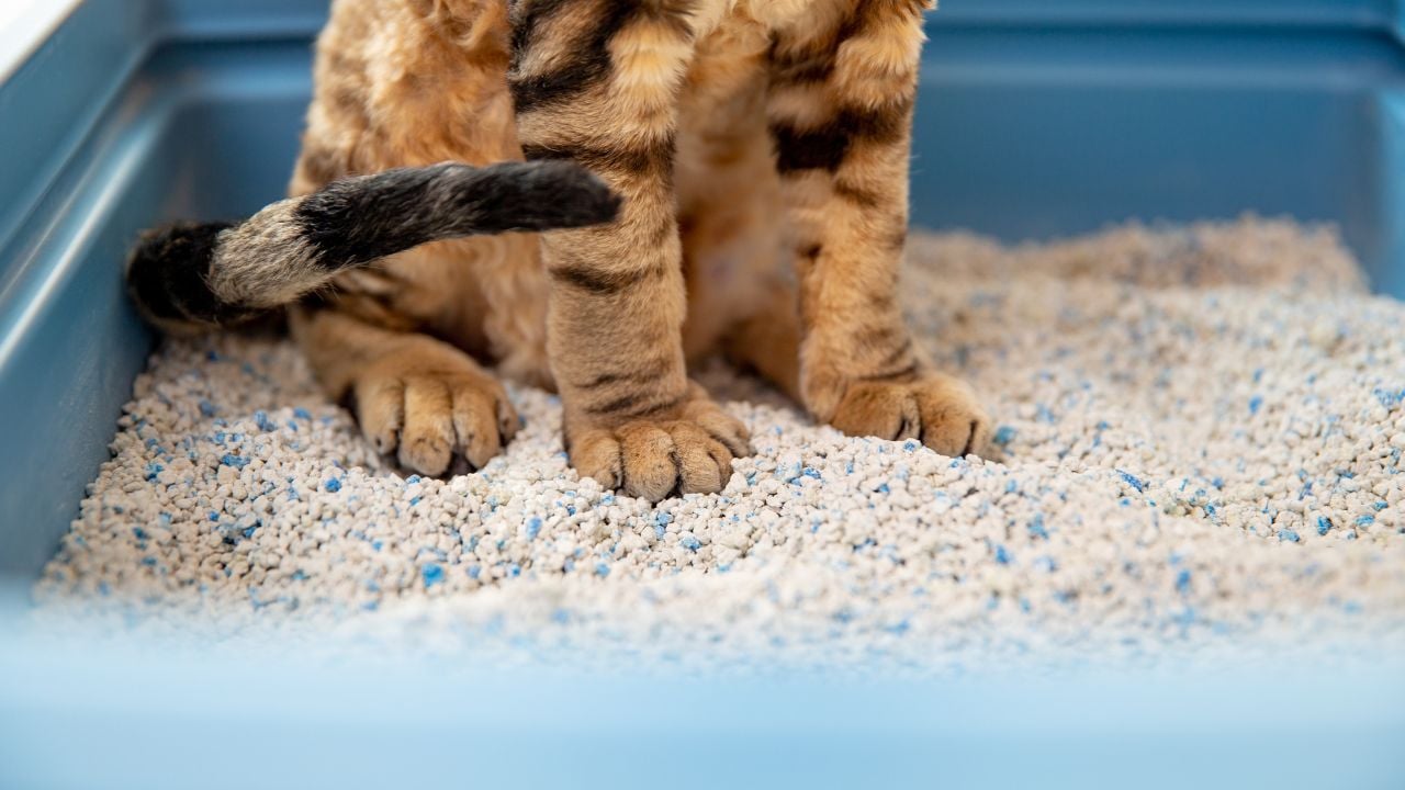 kumunda oturan bir kedi