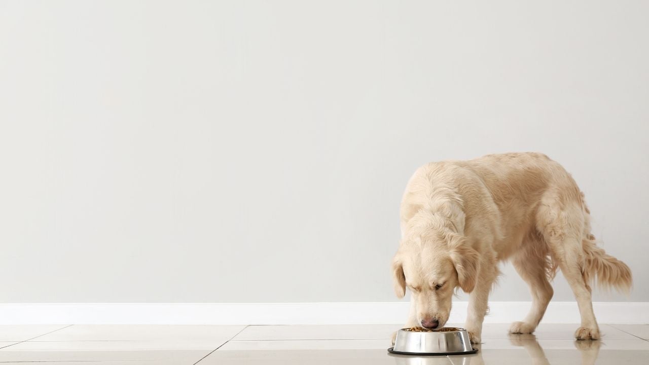 köpek maması yiyen bir köpek