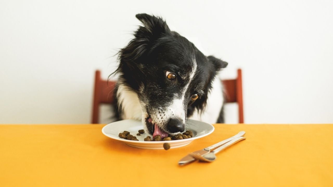 köpek maması yiyen bir border collie