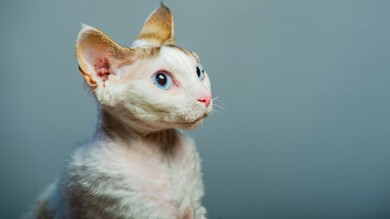 krem rengi bir kedi