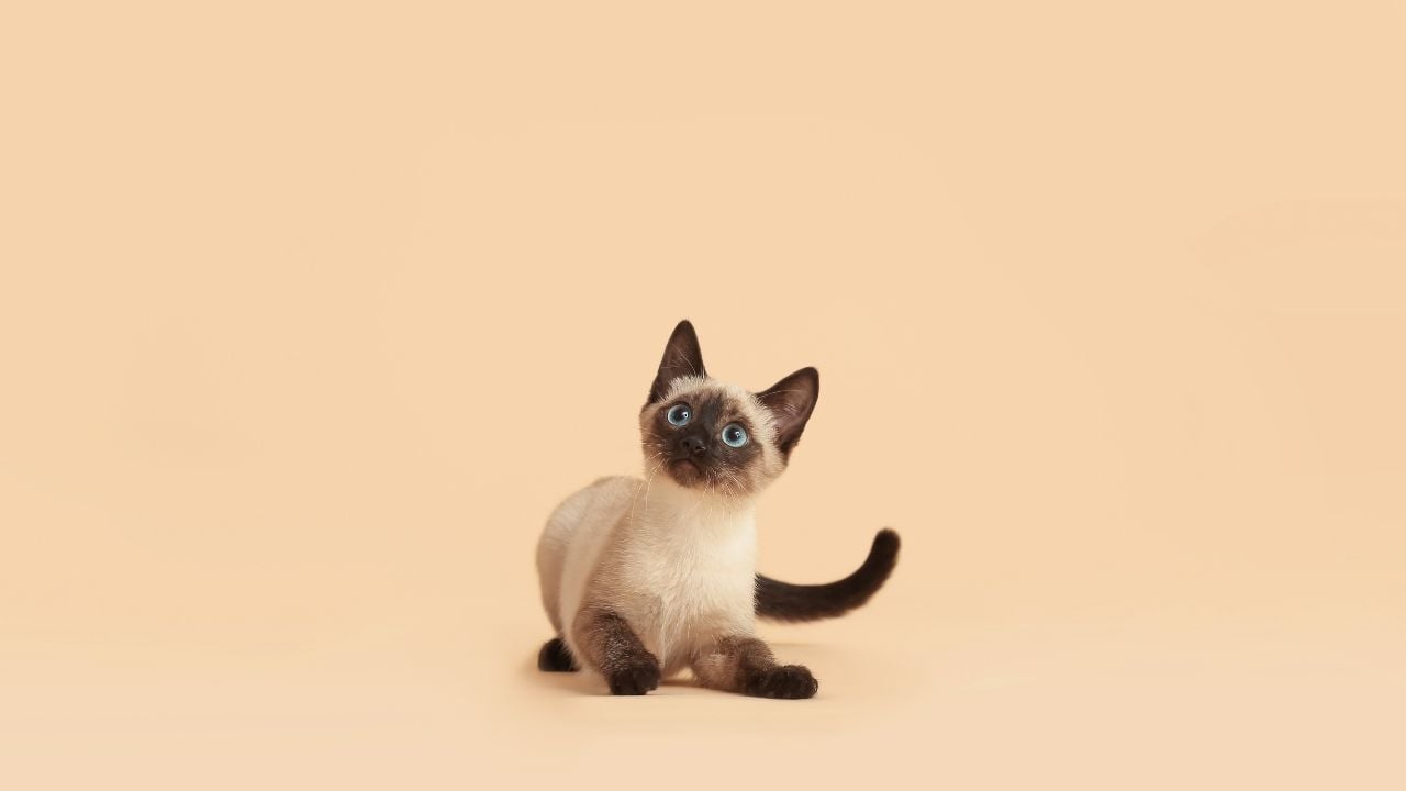 krem rengi yavru kedi