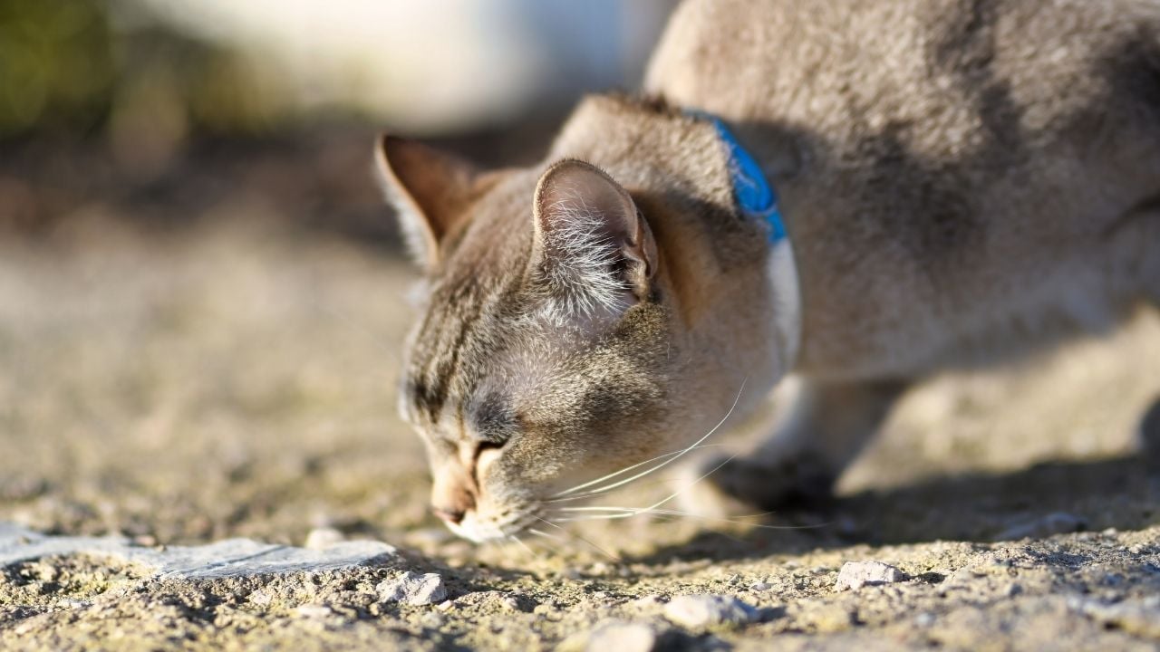 yeri koklayan bir kedi