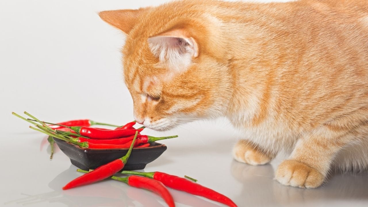 kedi acı biber kokluyor