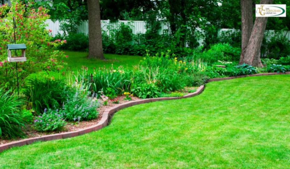 Zoysia Grass for Shaded Lawns: Achieving a Lush Green Lawn in Low-Light Conditions
