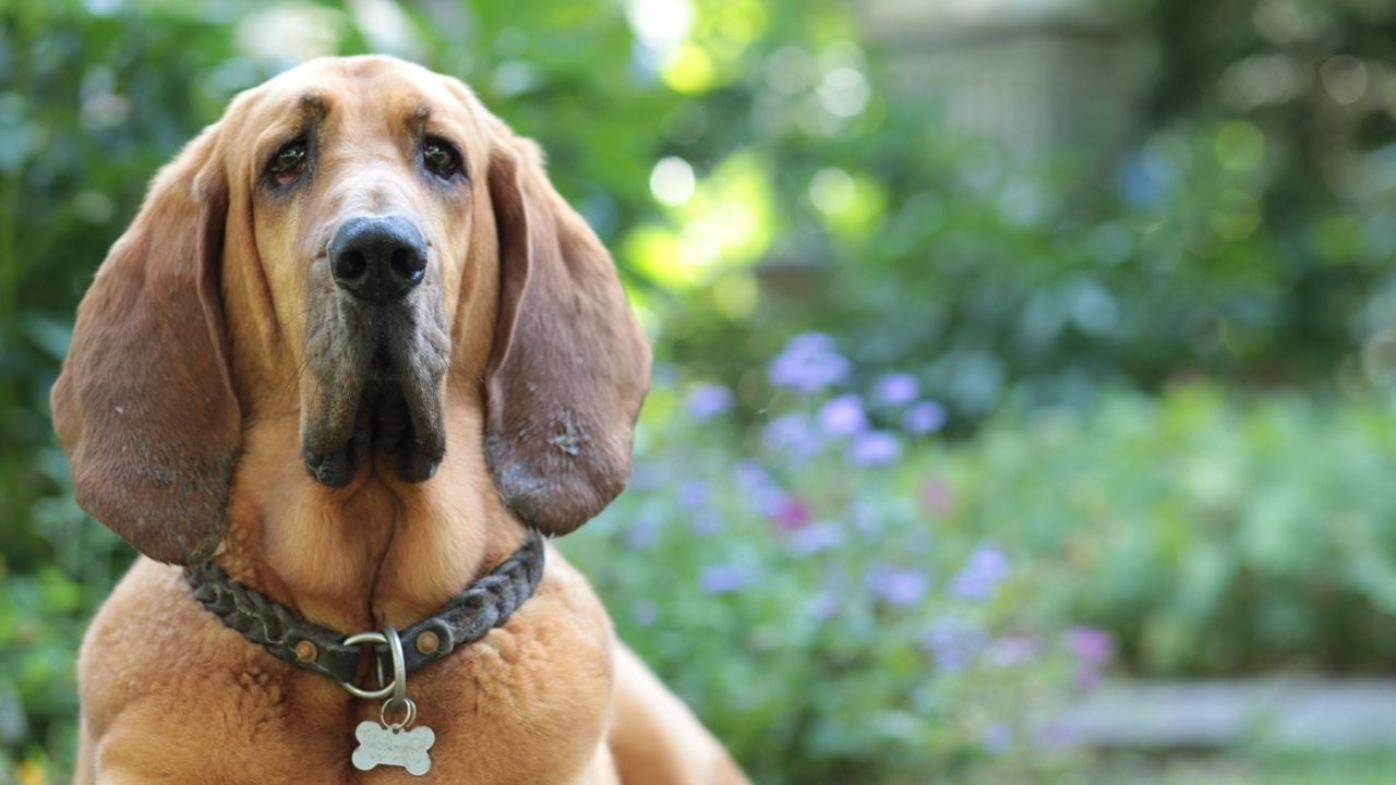 Bloodhound