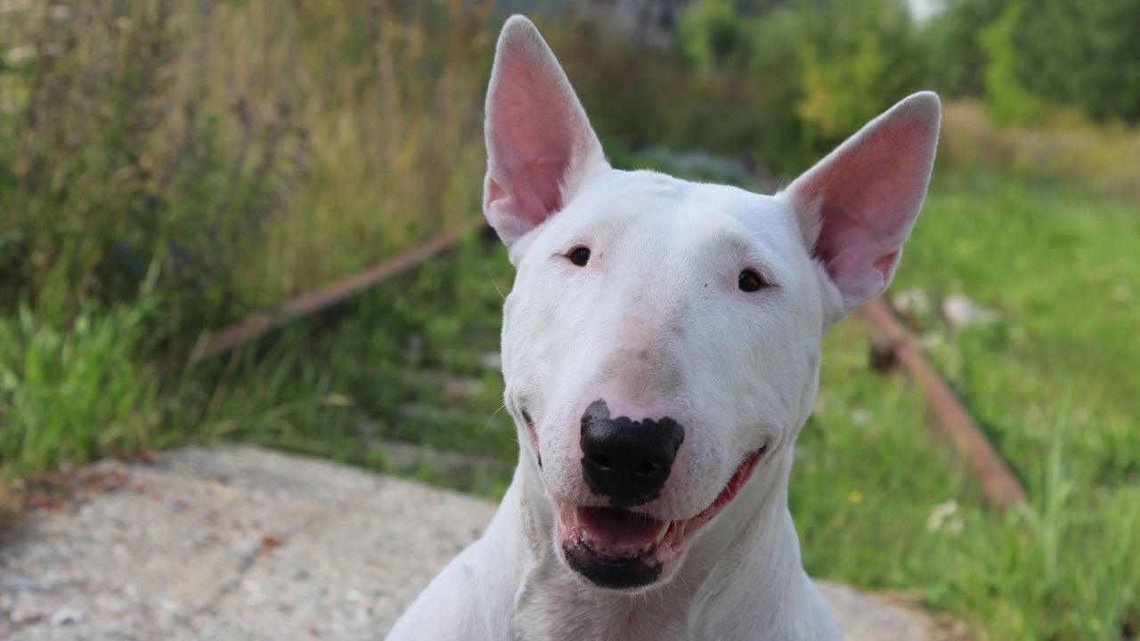 Bull Terrier