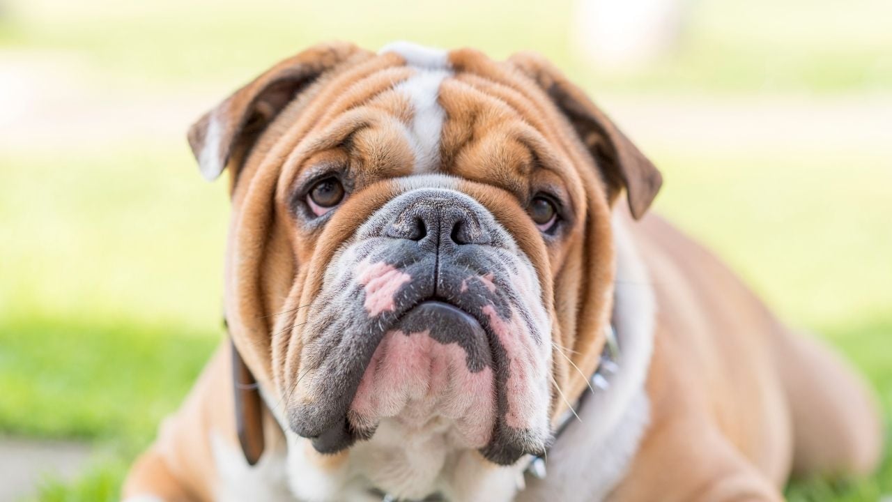 Bulldog