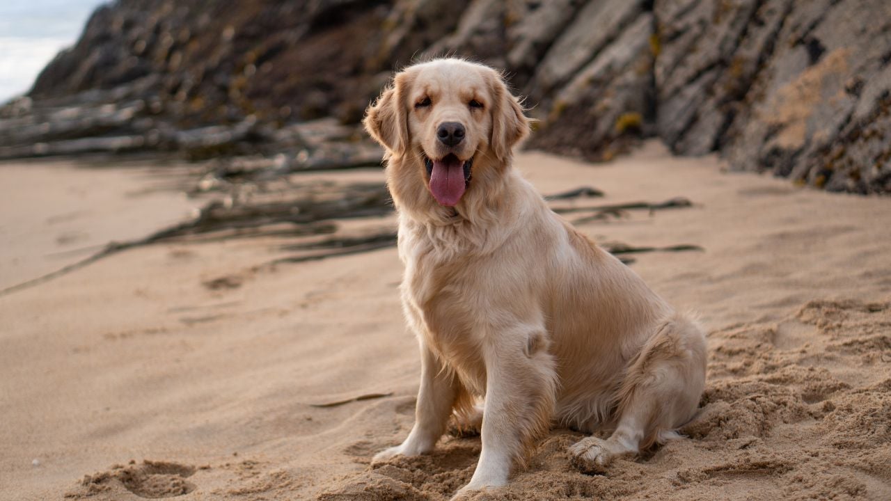 Golden Retriever