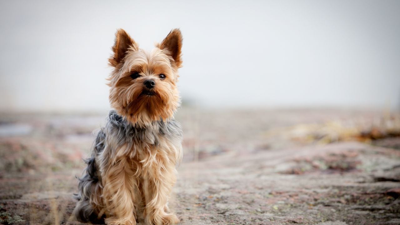 Yorkshire Terrier