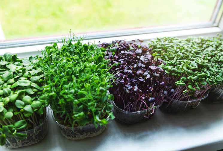 Microgreens Market are Revolutionizing Organic Farming Globally by High Nutritional Profiles