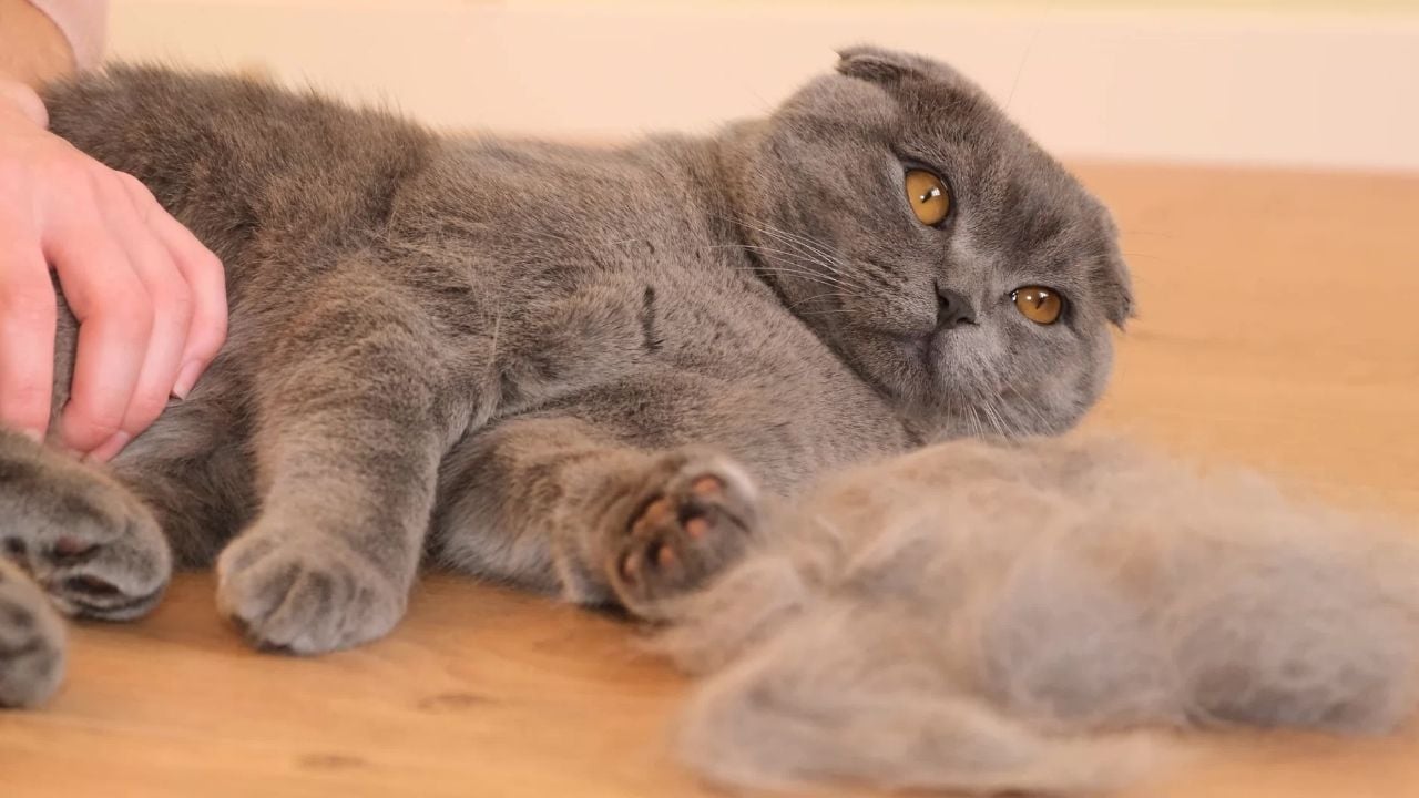 tüyleri dökülen gri kedi