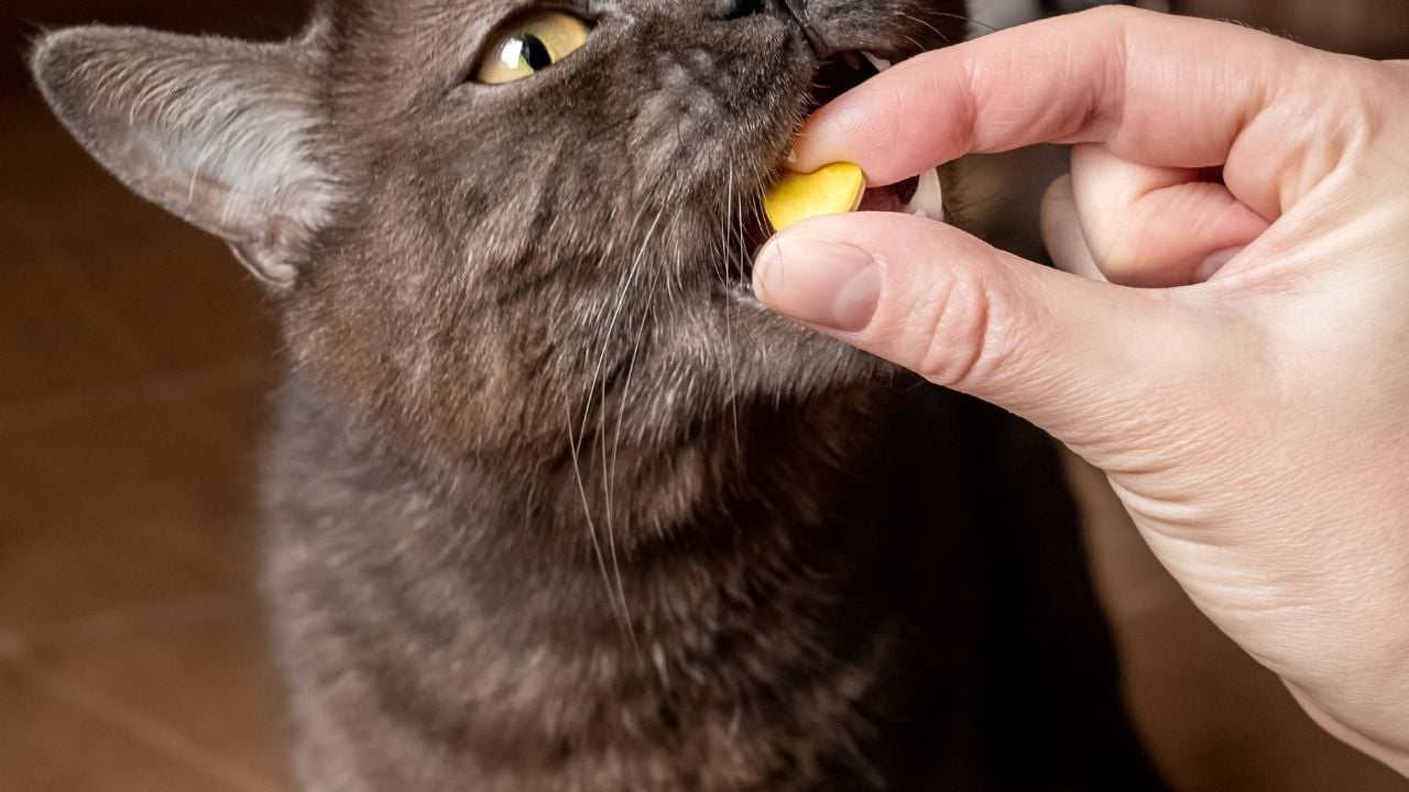 vitamin alan kedi