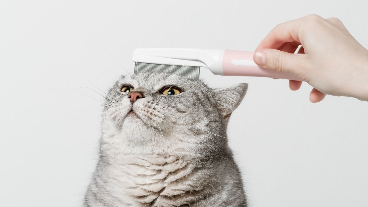 taranan bir kedi