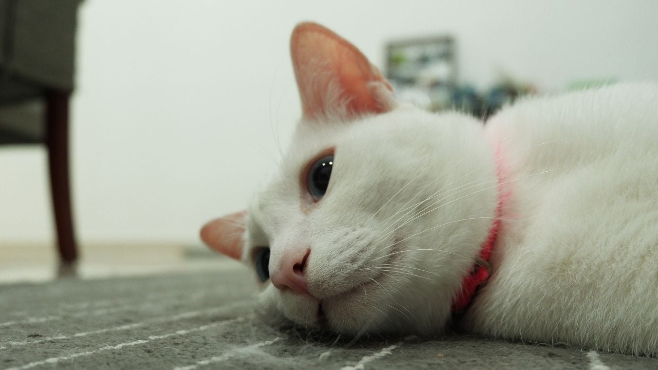 stresli bir kedi