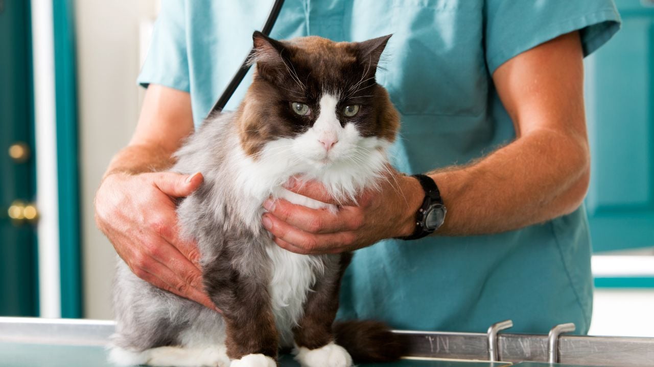 veterinerde bir kedi