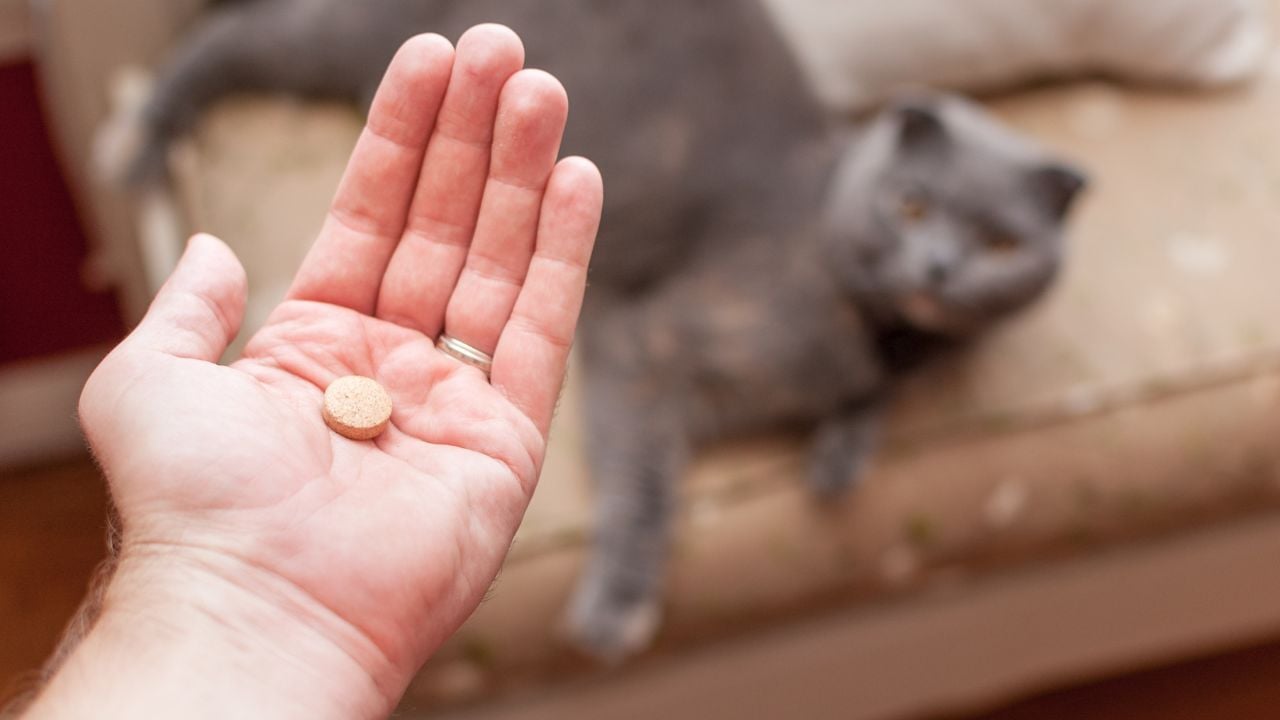 kedi ilaca bakıyor