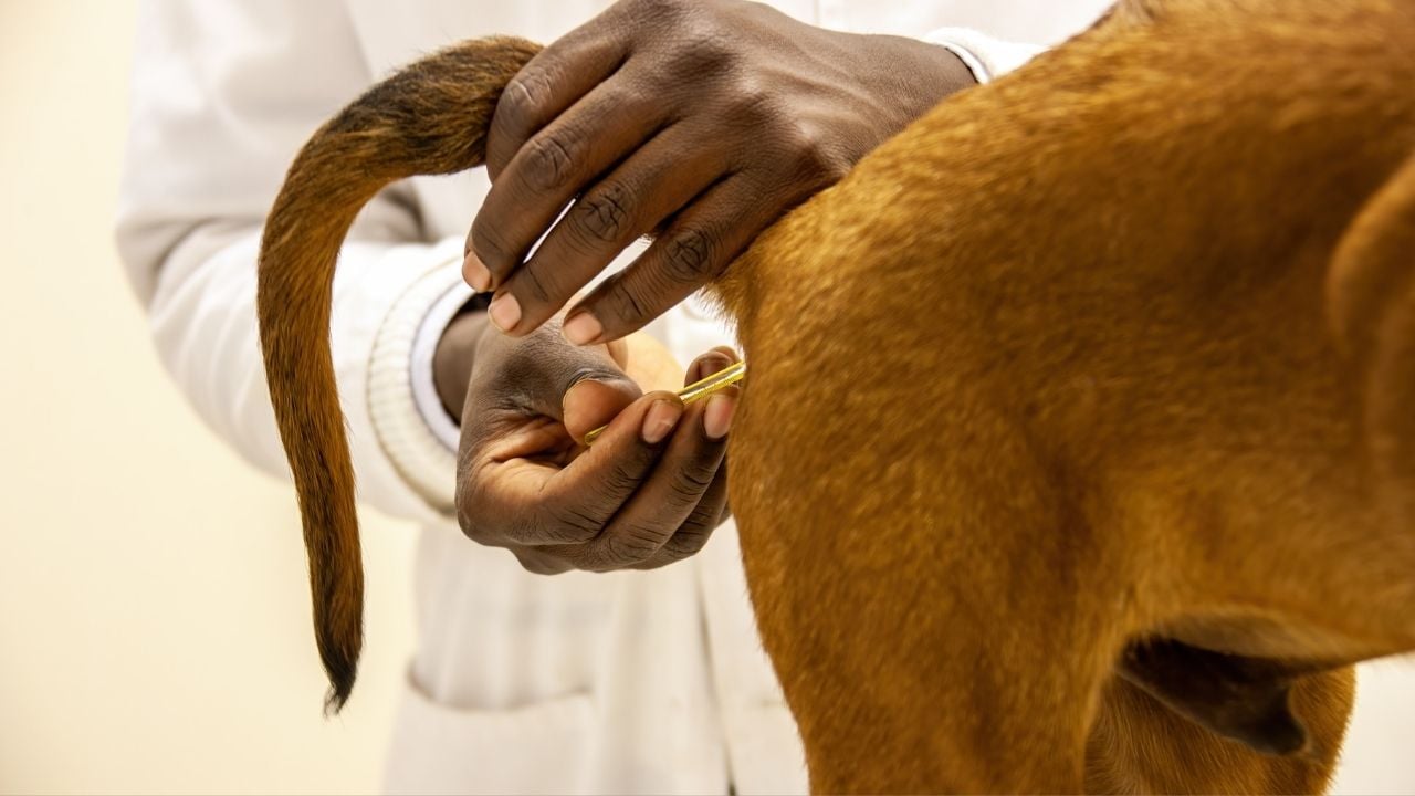 köpeklerde termometre ile rektal ateş ölçümü