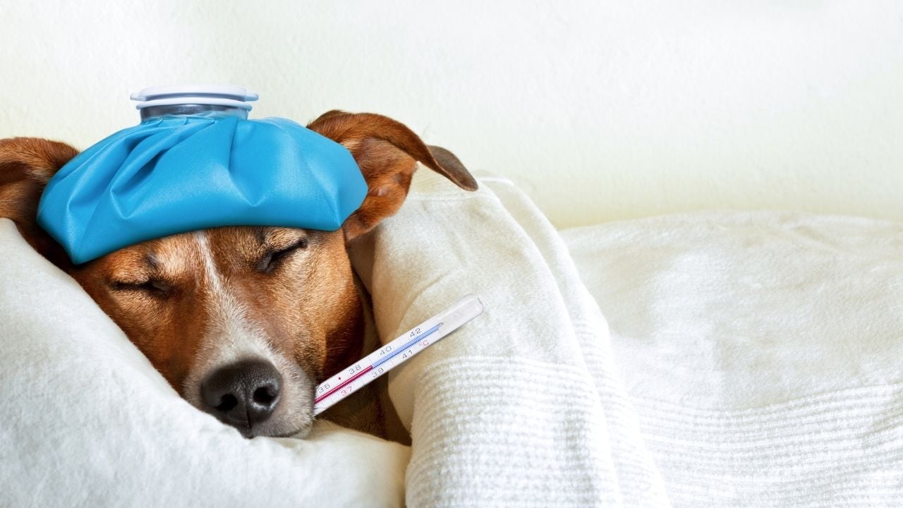 ateşi olan bir köpek yatıyor
