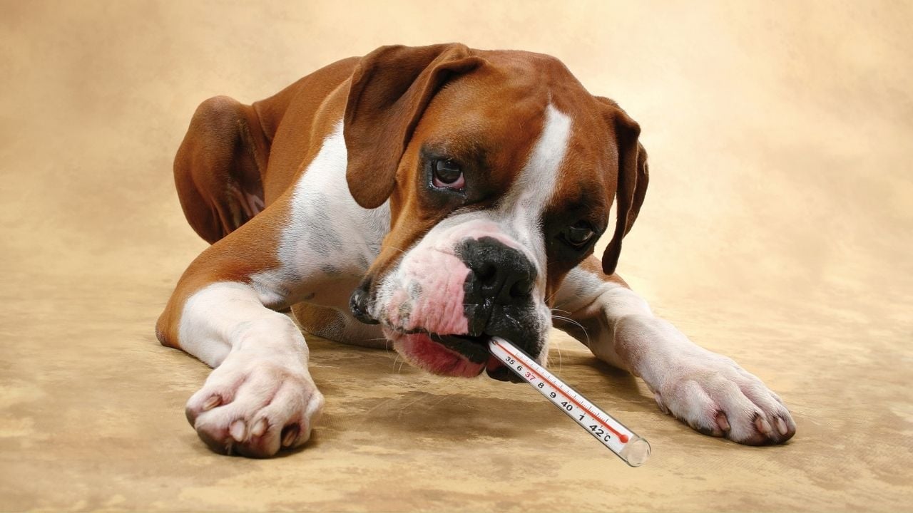 ateşi olan bulldog