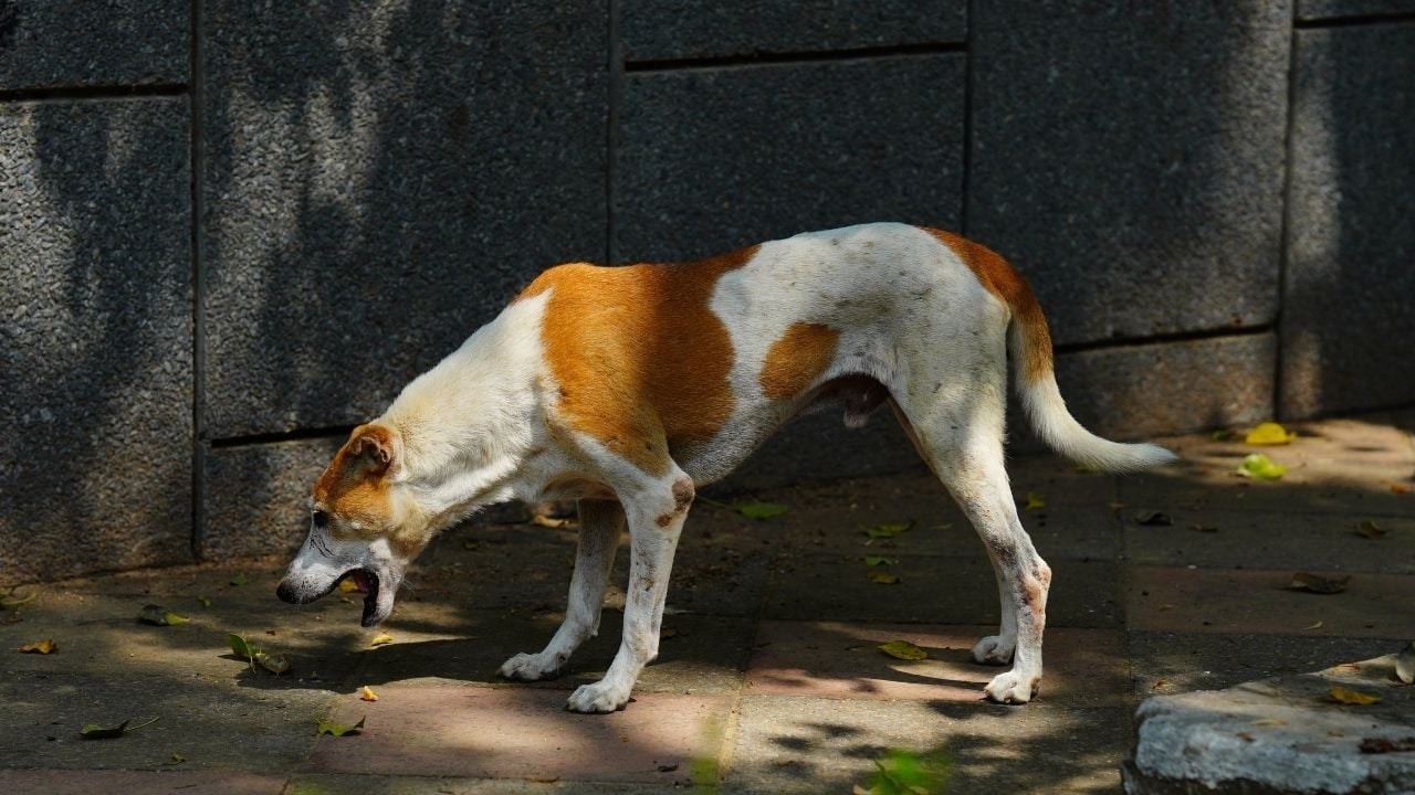 kusan bir köpek