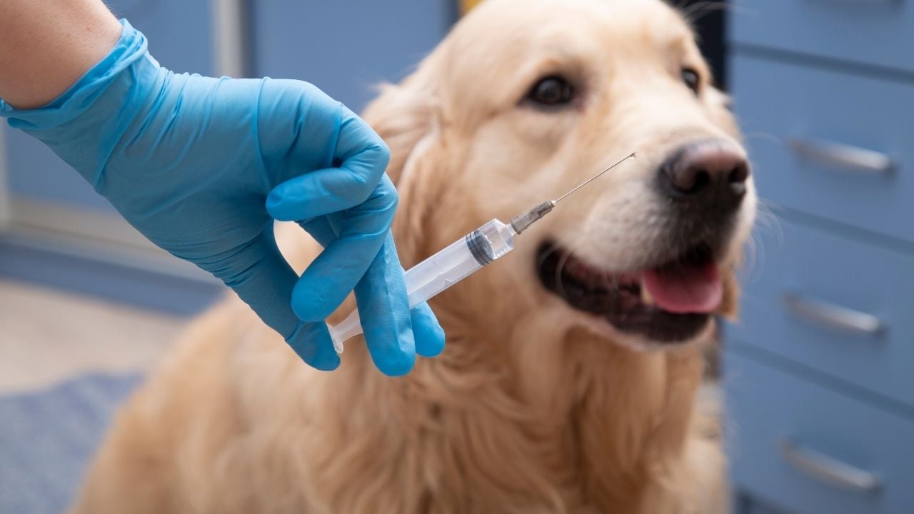 aşı olmak üzere olan bir golden köpek