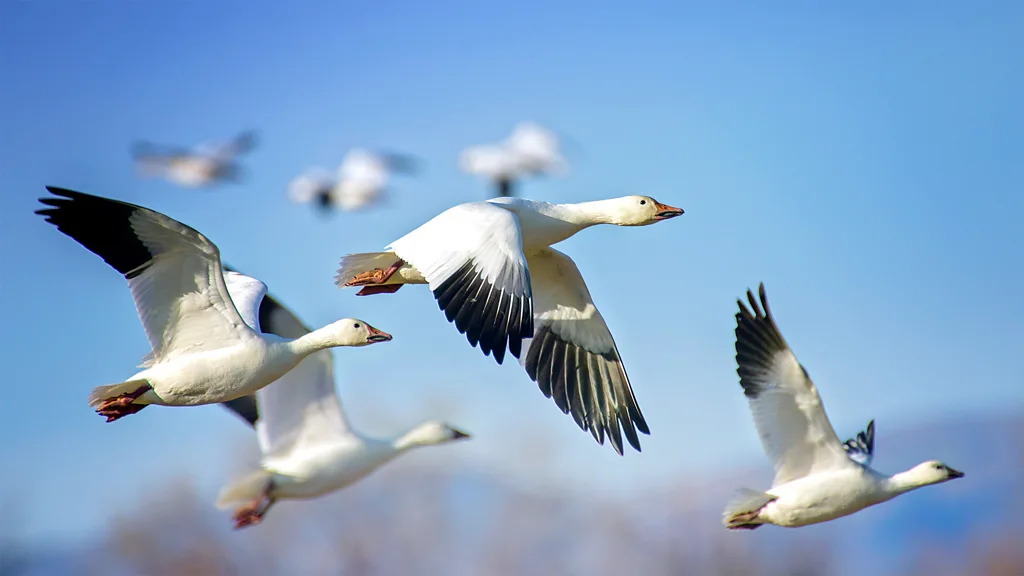 The aircraft that may fly like a flock of geese