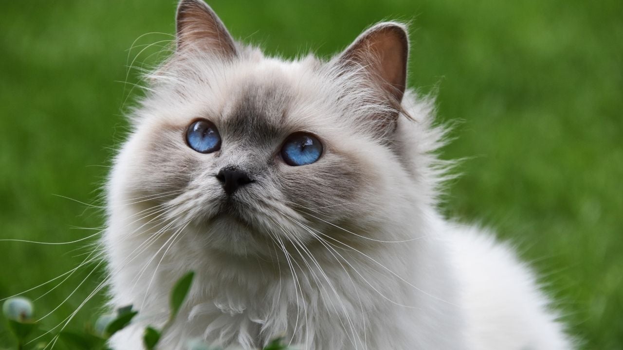 uzun tüylü mavi gözlü kedi