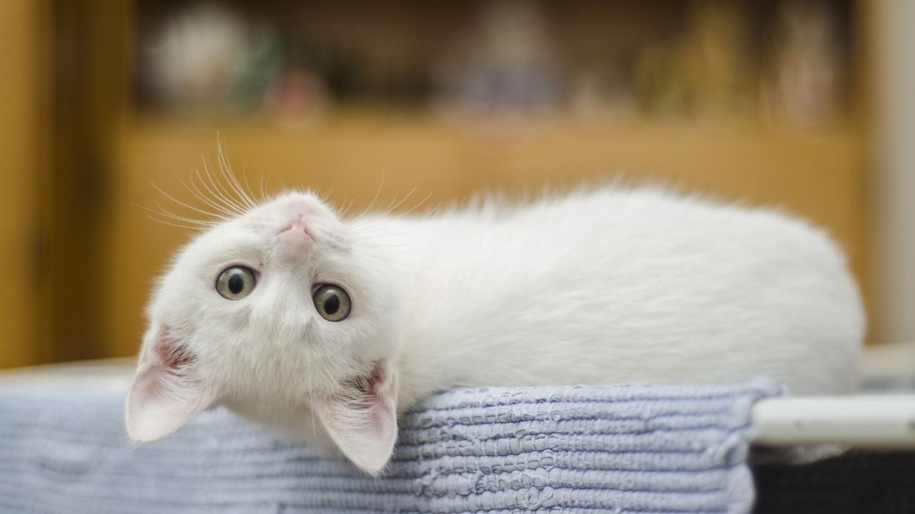 beyaz renk yatan bir kedi
