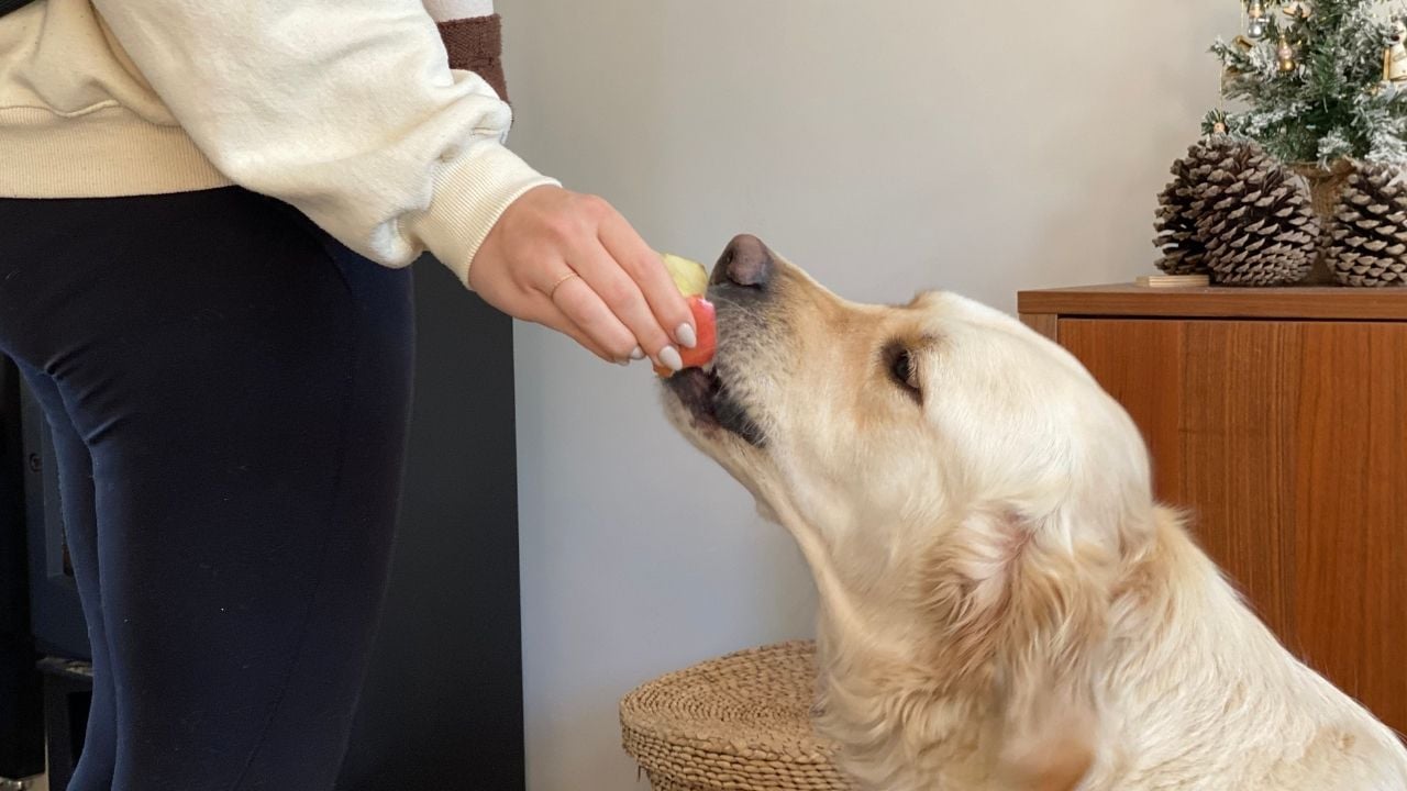 golden köpek elma yiyor