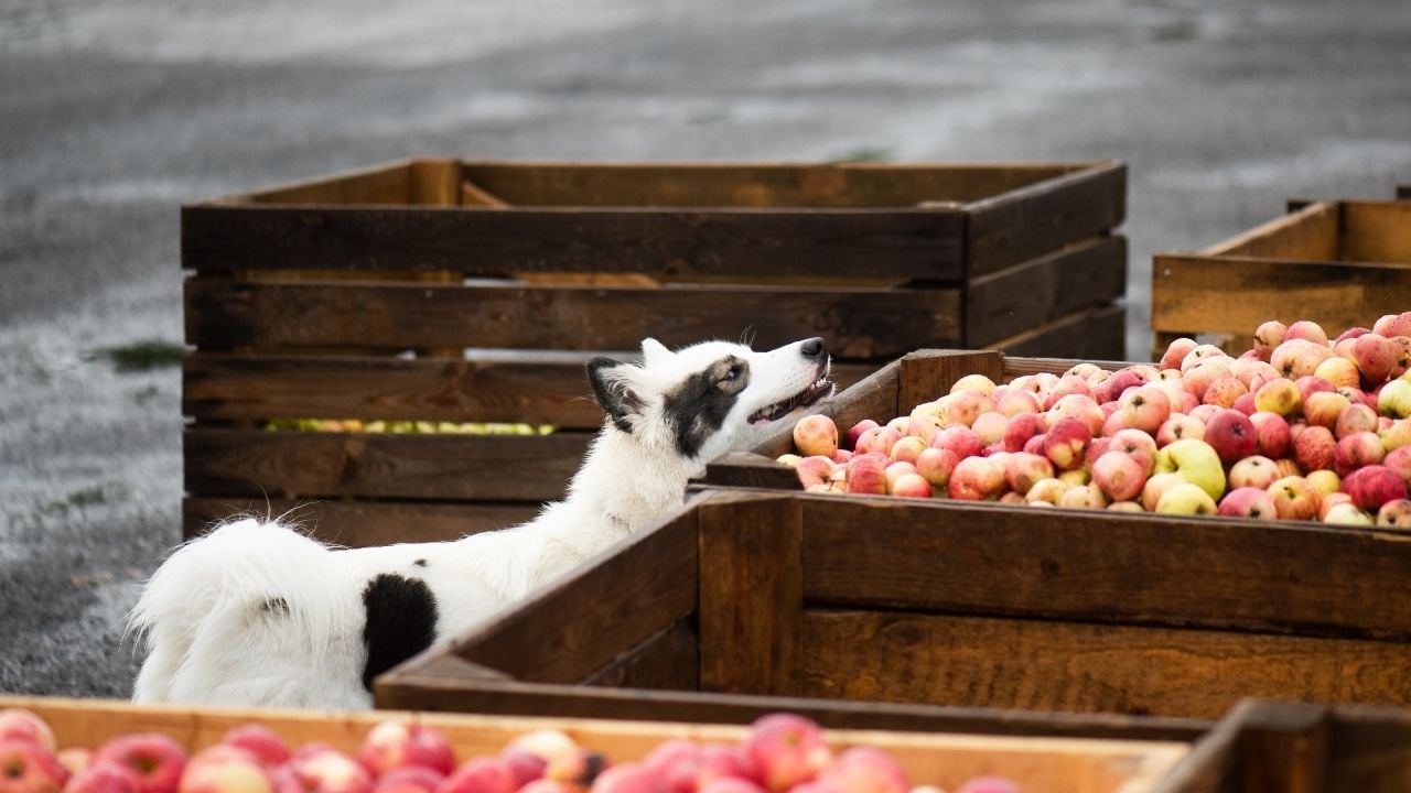 border collie elma kasasına bakıyor