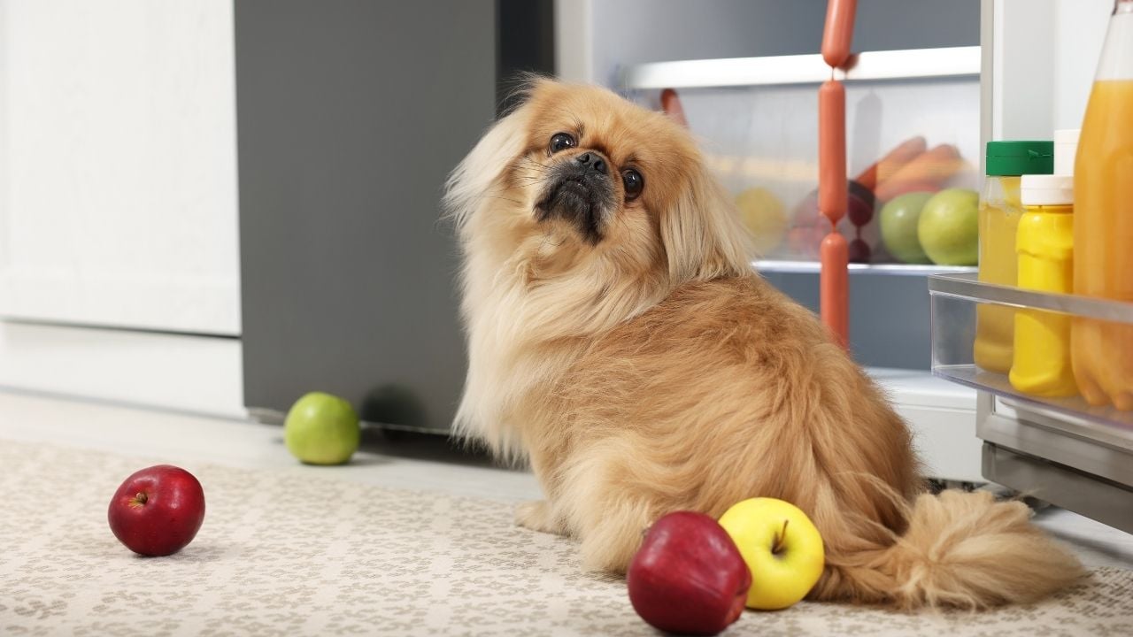 köpek ve yerde elmalar
