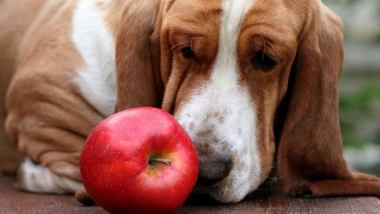 uzun kulaklı köpek ve kırmızı elma