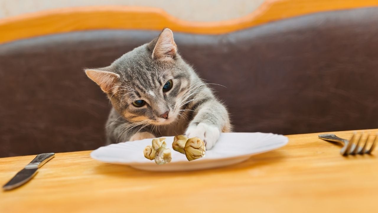 kestaneye uzanan kedi