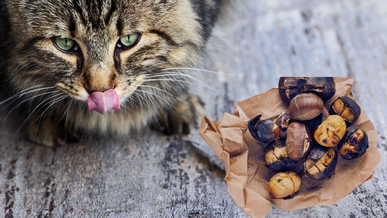 kedi yalanıyor