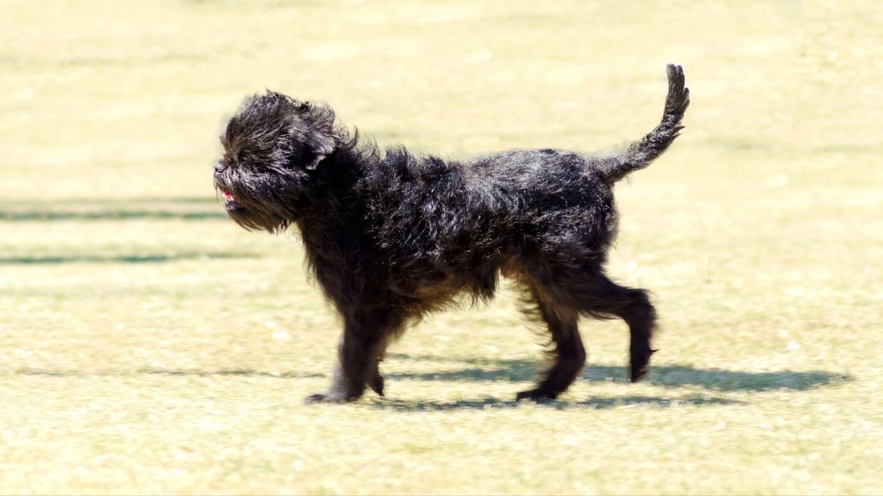 Affenpinscher