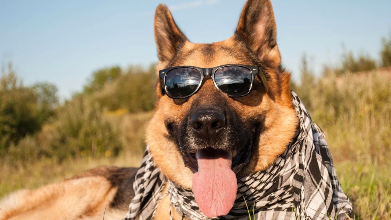 Alman Çoban Köpeği