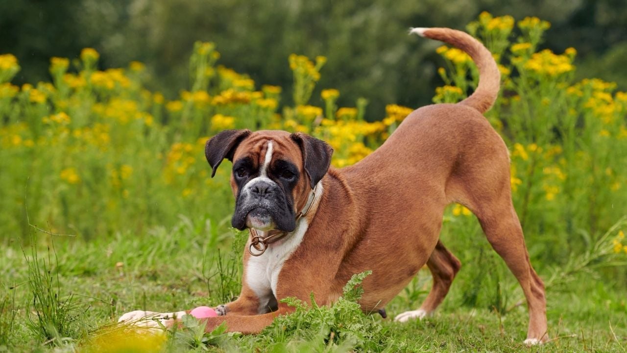 Boxer köpek
