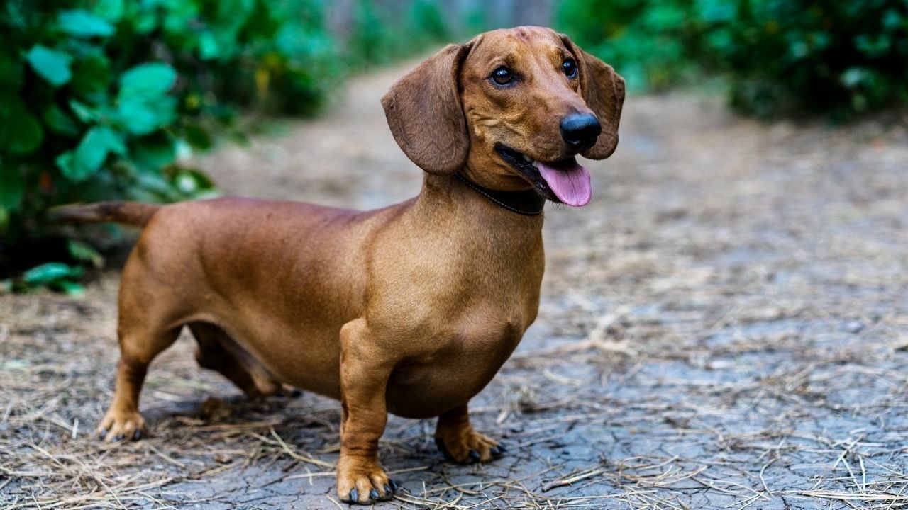 Dachshund (Sosis Köpek)
