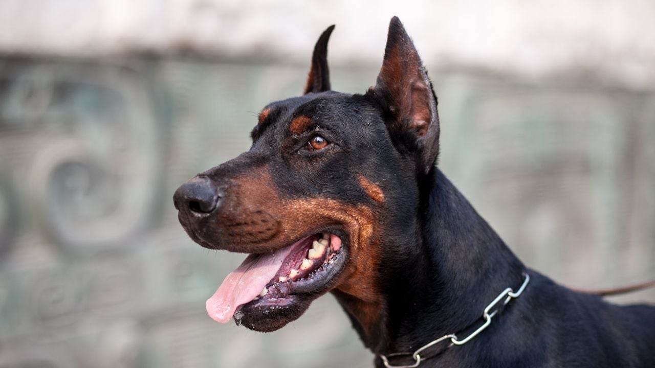 Doberman Pinscher