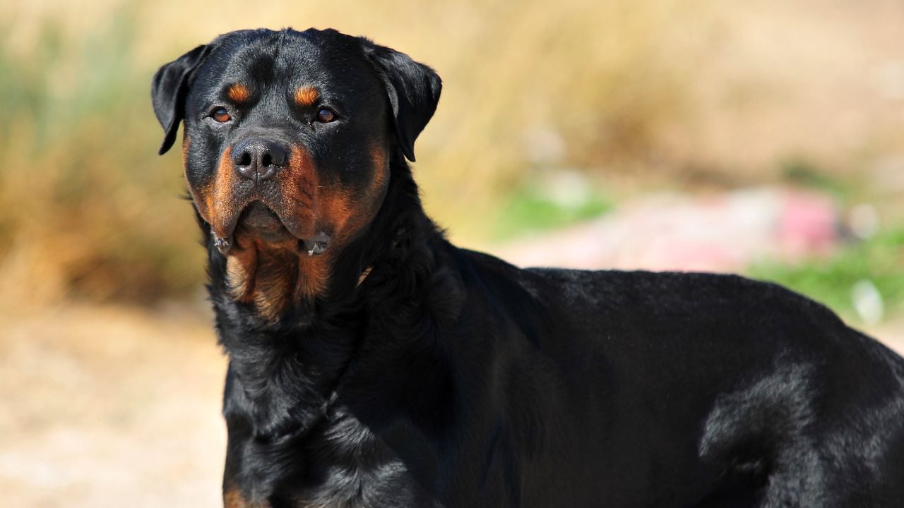 Rottweiler