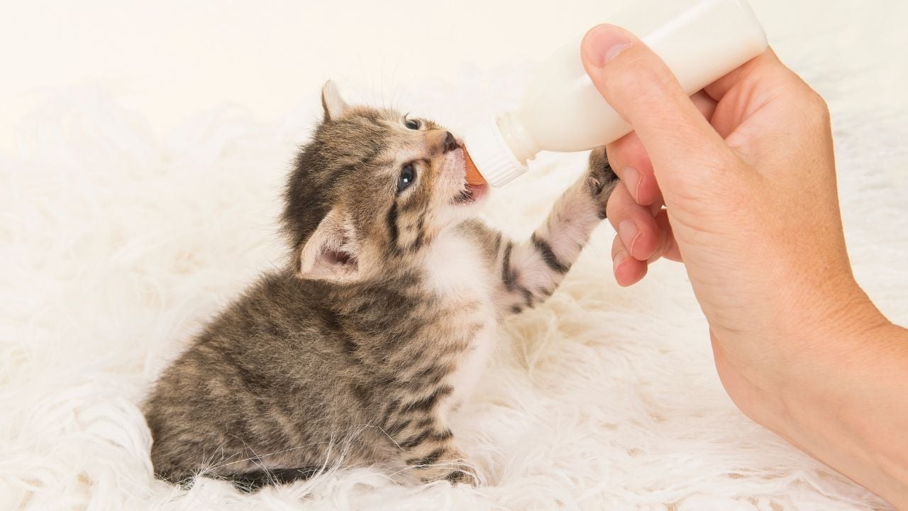 yavru kedi süt içiyor